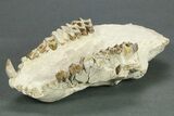 Partial Oreodont (Merycoidodon) Upper Skull - South Dakota #269854-2